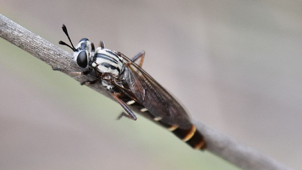 Mydidae sardo