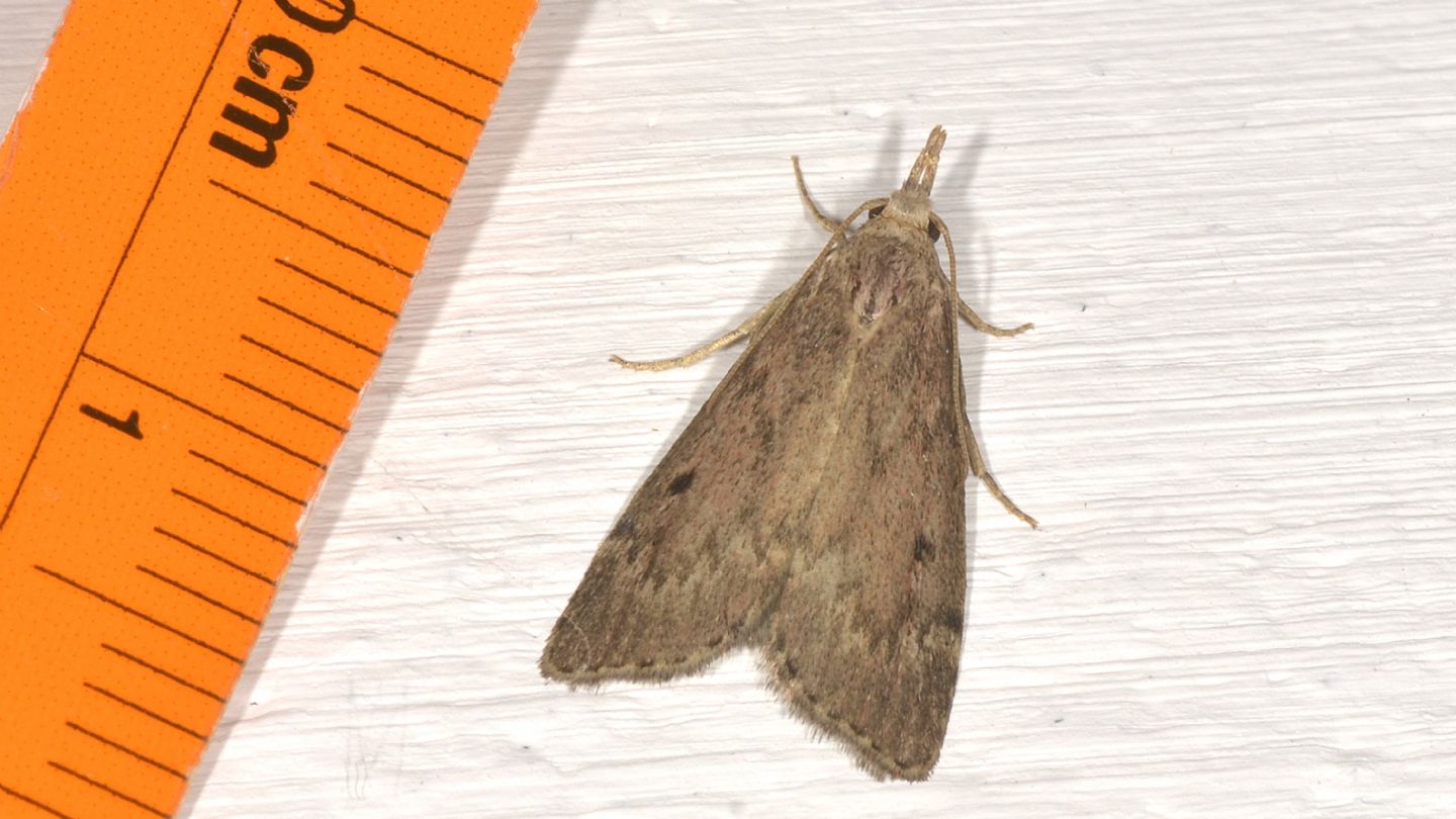 Pyralidae Galleriinae: cfr. Aphomia sociella