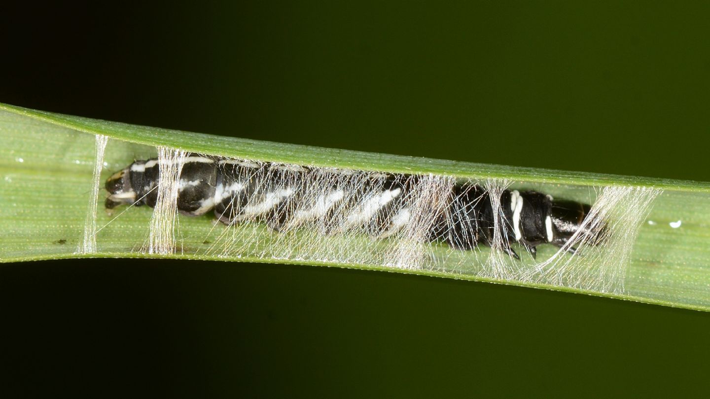 Chi si cela? Helcystogramma sp. - Gelechiidae