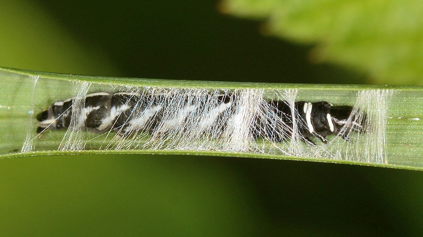 Chi si cela? Helcystogramma sp. - Gelechiidae