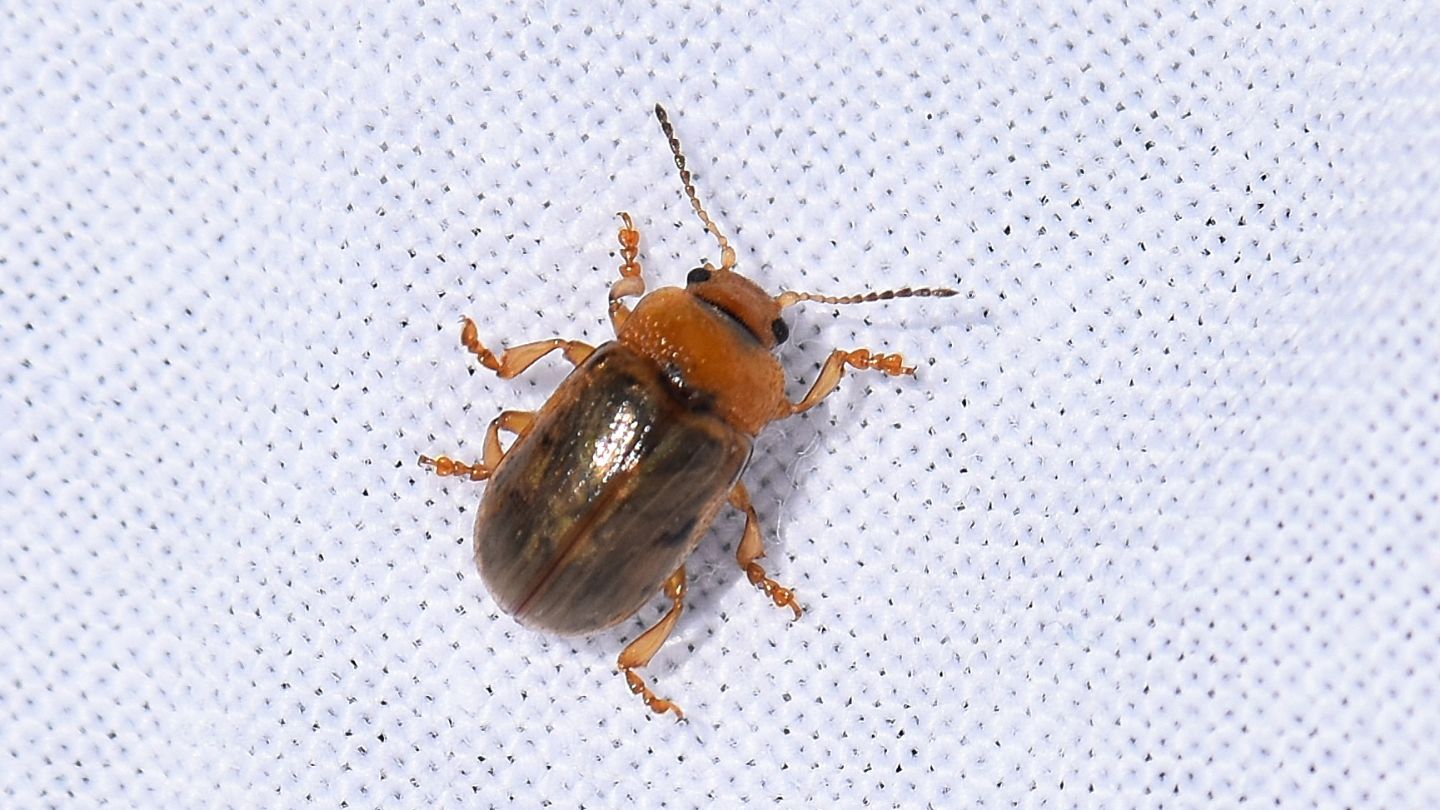 Chrysomelidae: Gonioctena quinquepunctata