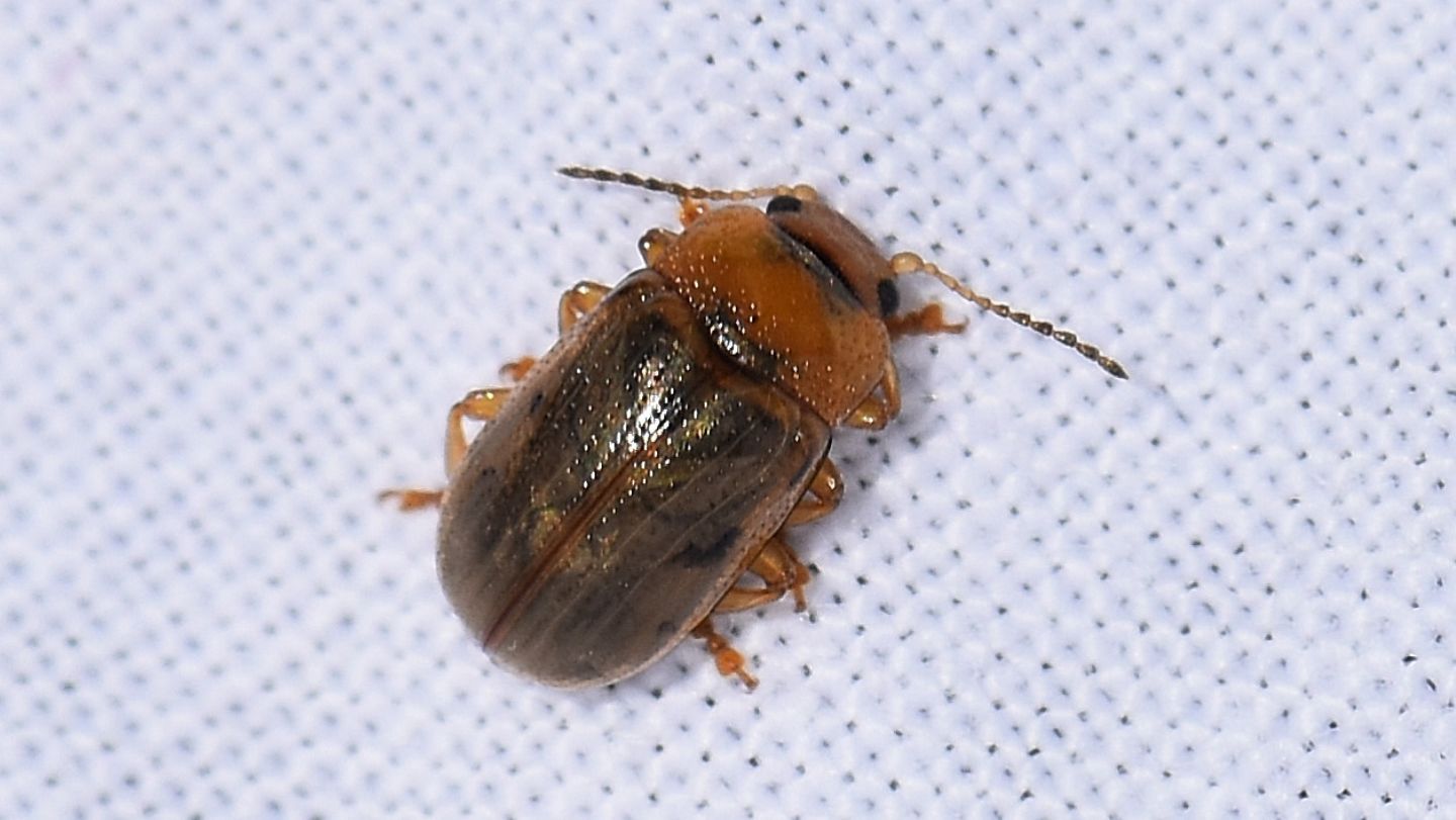 Chrysomelidae: Gonioctena quinquepunctata