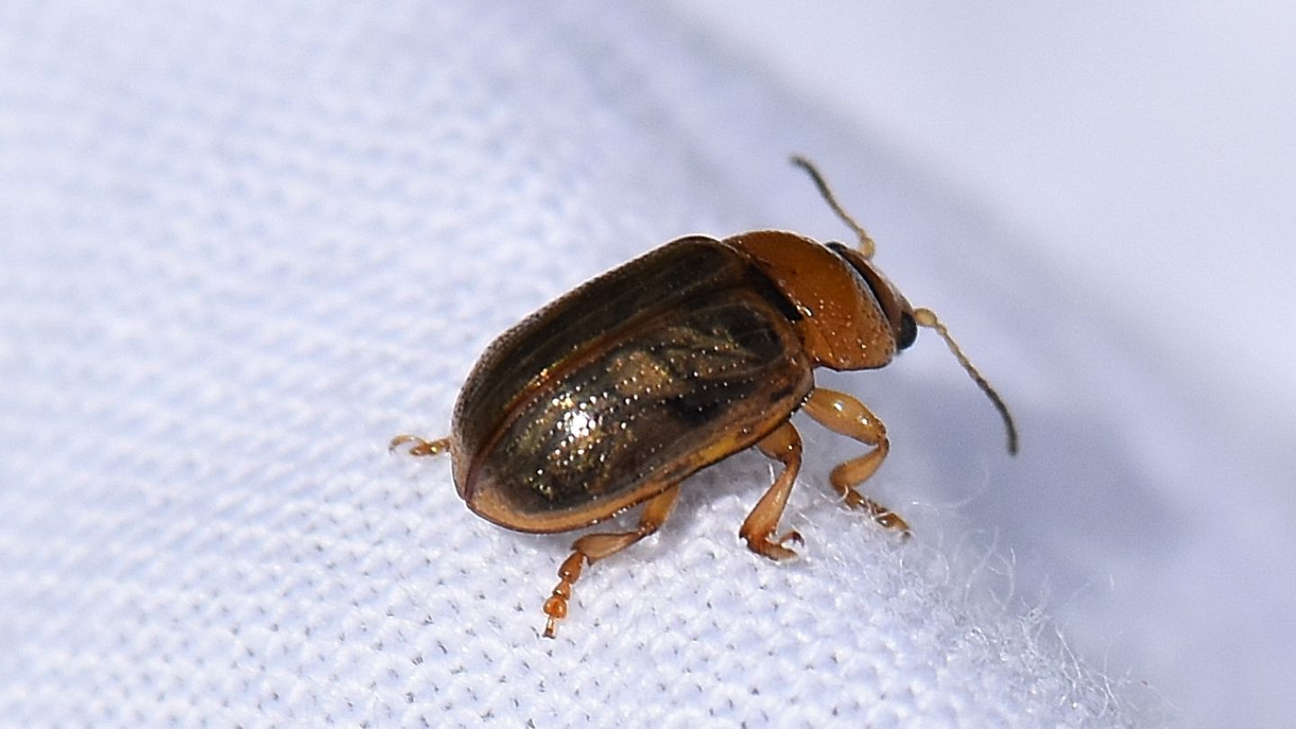 Chrysomelidae: Gonioctena quinquepunctata