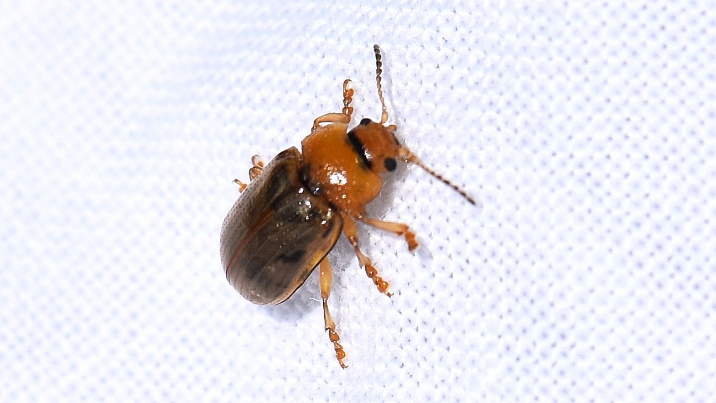 Chrysomelidae: Gonioctena quinquepunctata