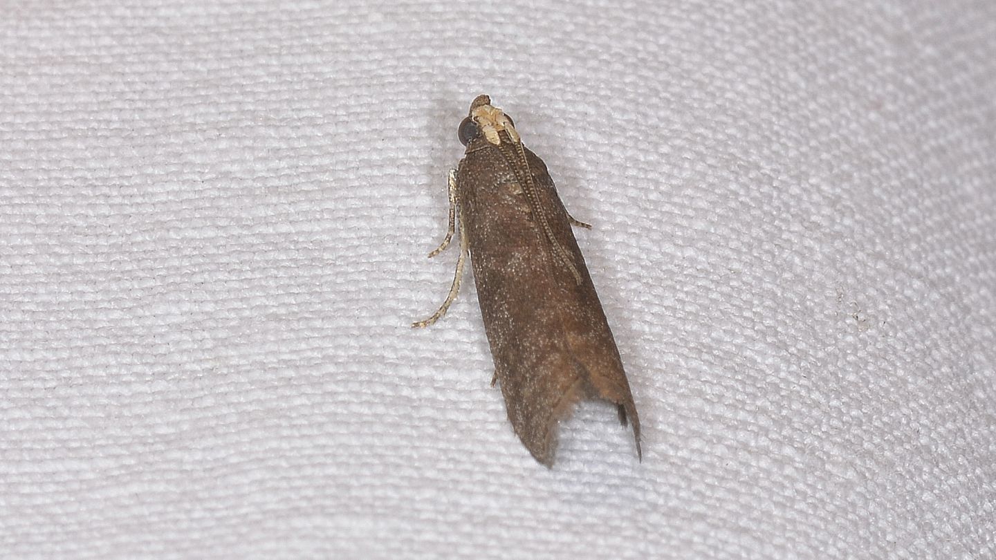 Pyralidae: Salebriopsis albicilla