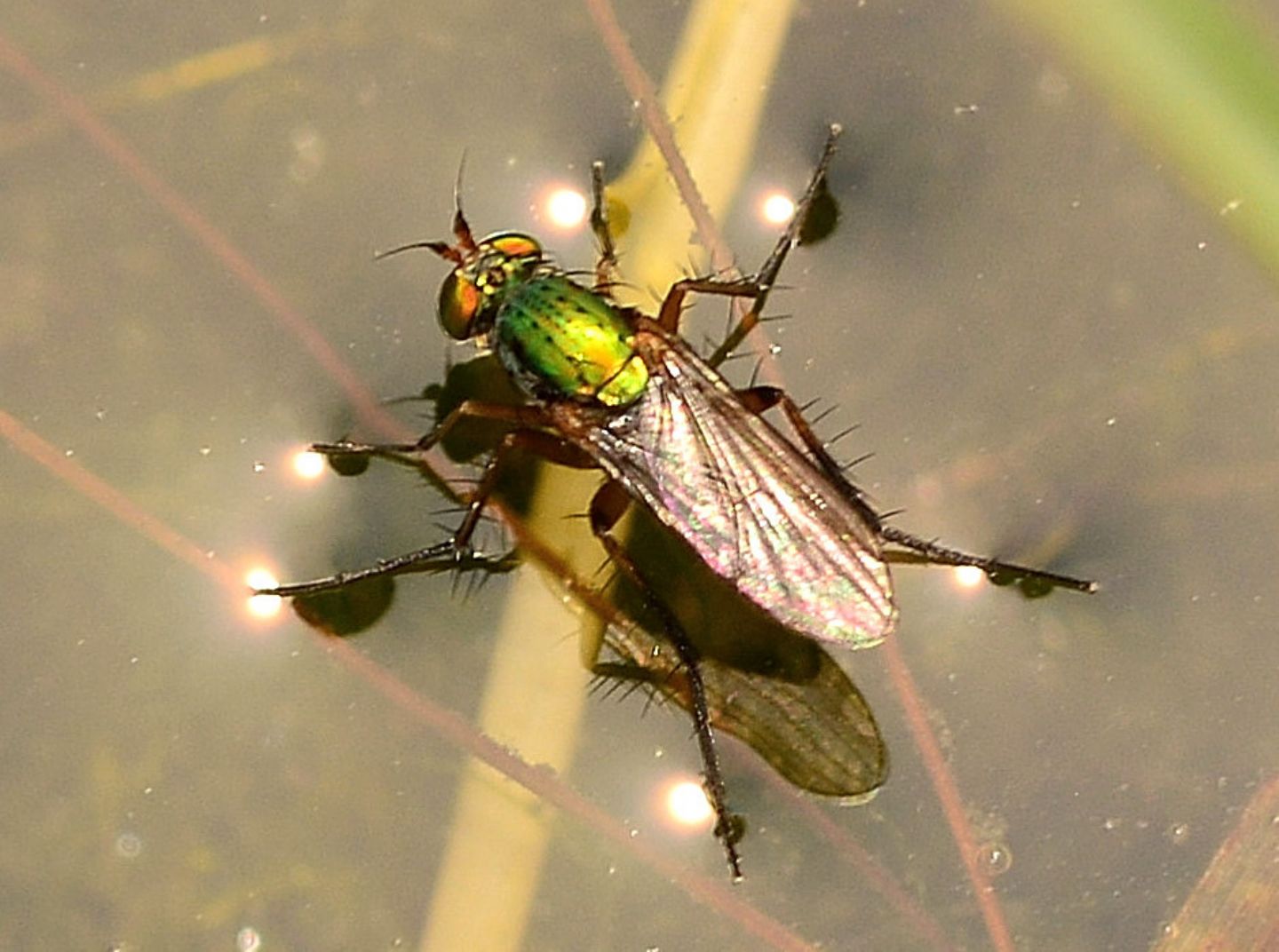 Sull''acqua: Dolichopodidae:  cfr. Poelicilobothrus nobilitatus