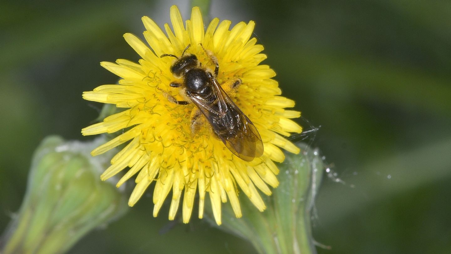 Probabile Andrena sp.