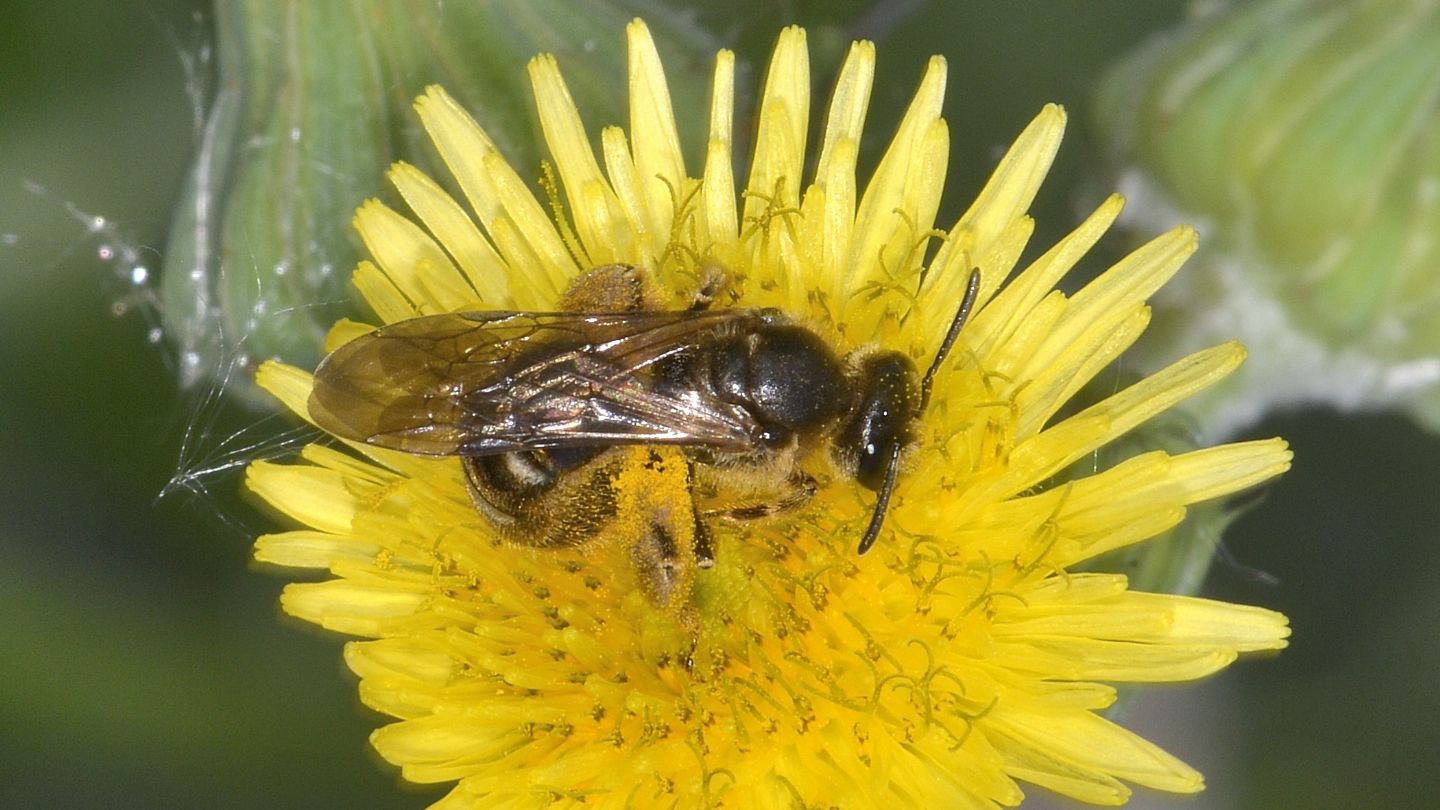 Probabile Andrena sp.