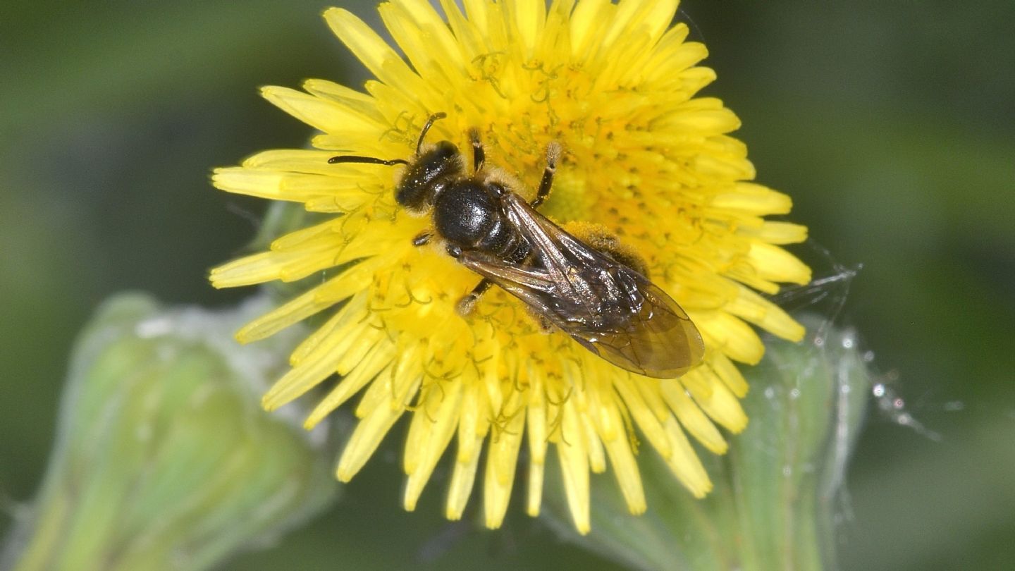 Probabile Andrena sp.