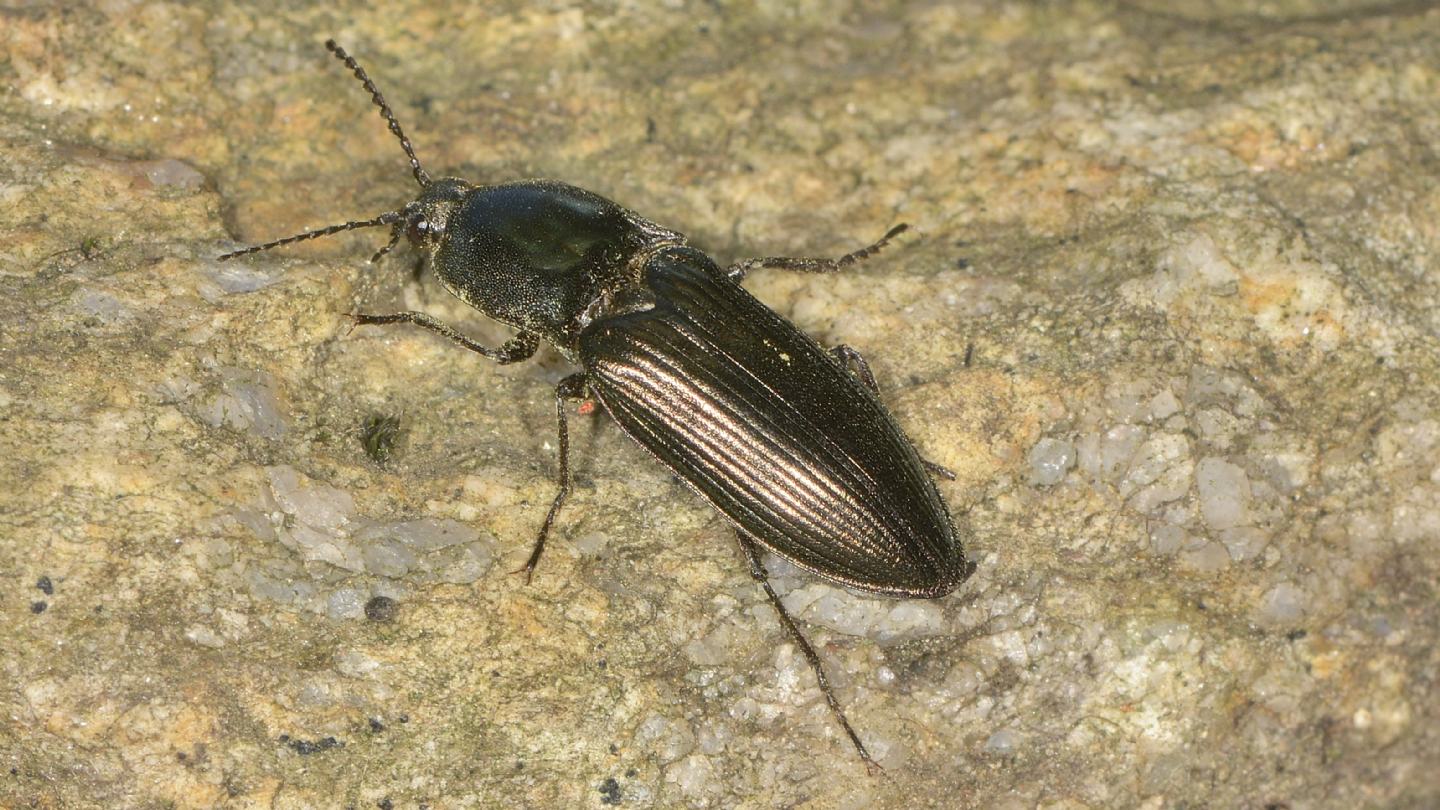 Elateridae: Selatosomus aeneus