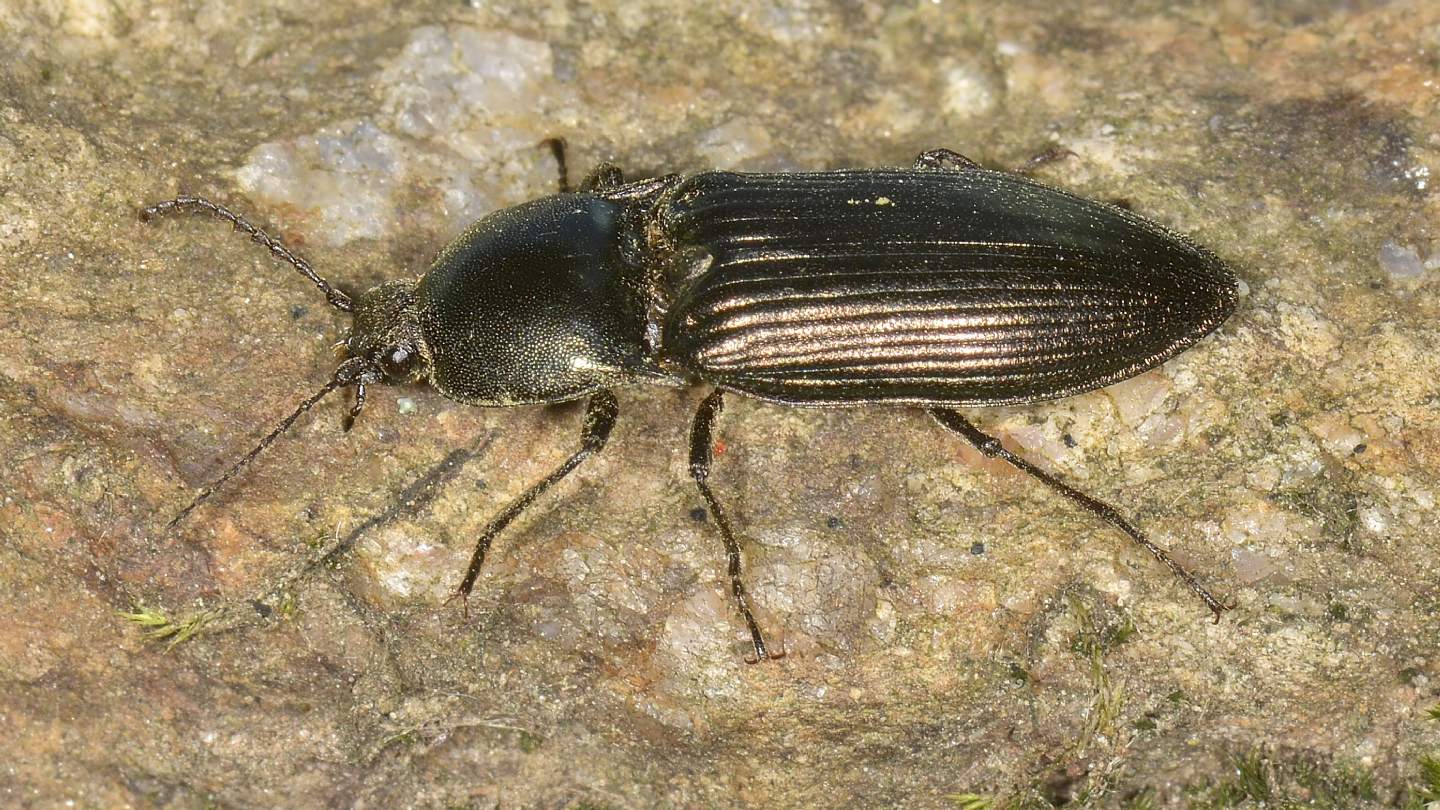 Elateridae: Selatosomus aeneus