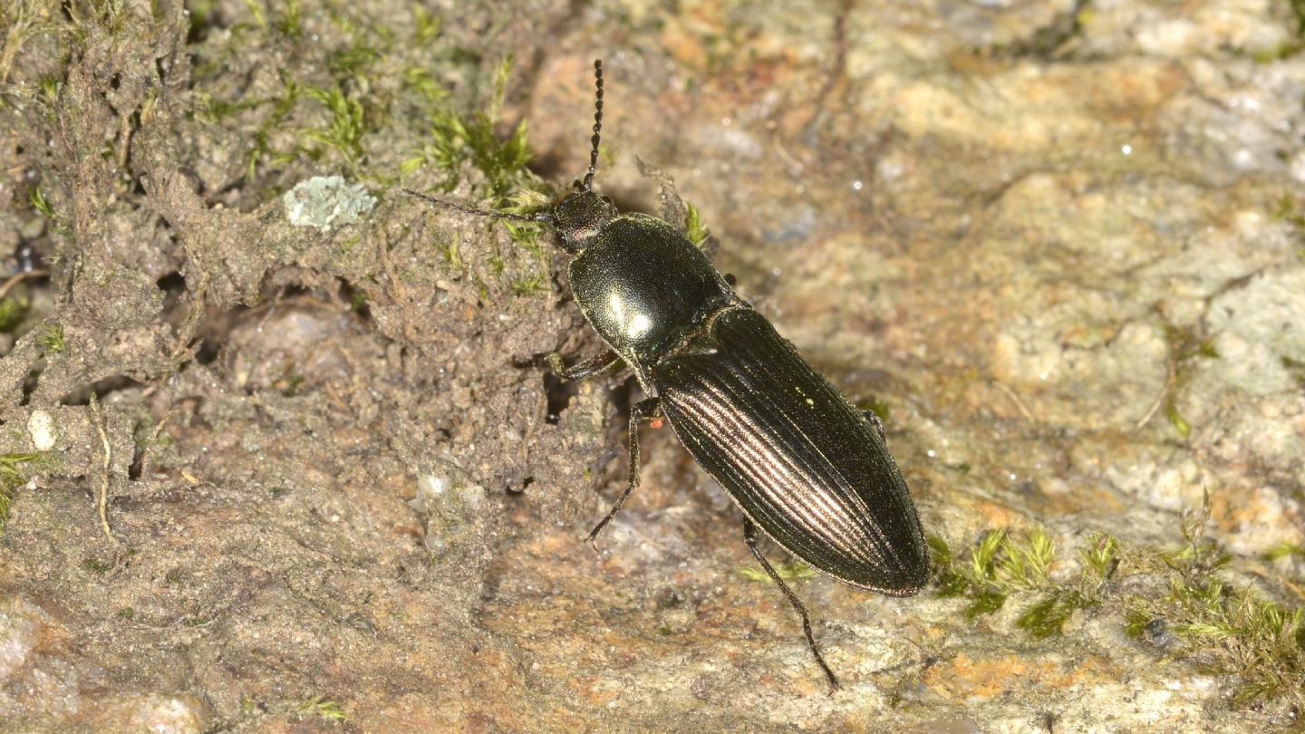 Elateridae: Selatosomus aeneus
