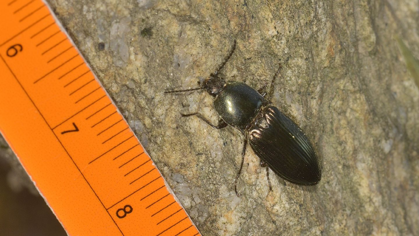 Elateridae: Selatosomus aeneus