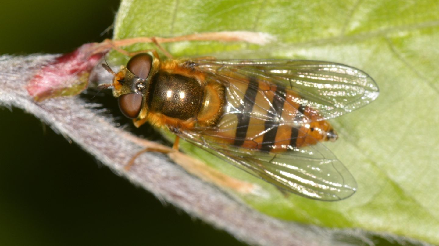 Syrphidae: Epistrophe sp.