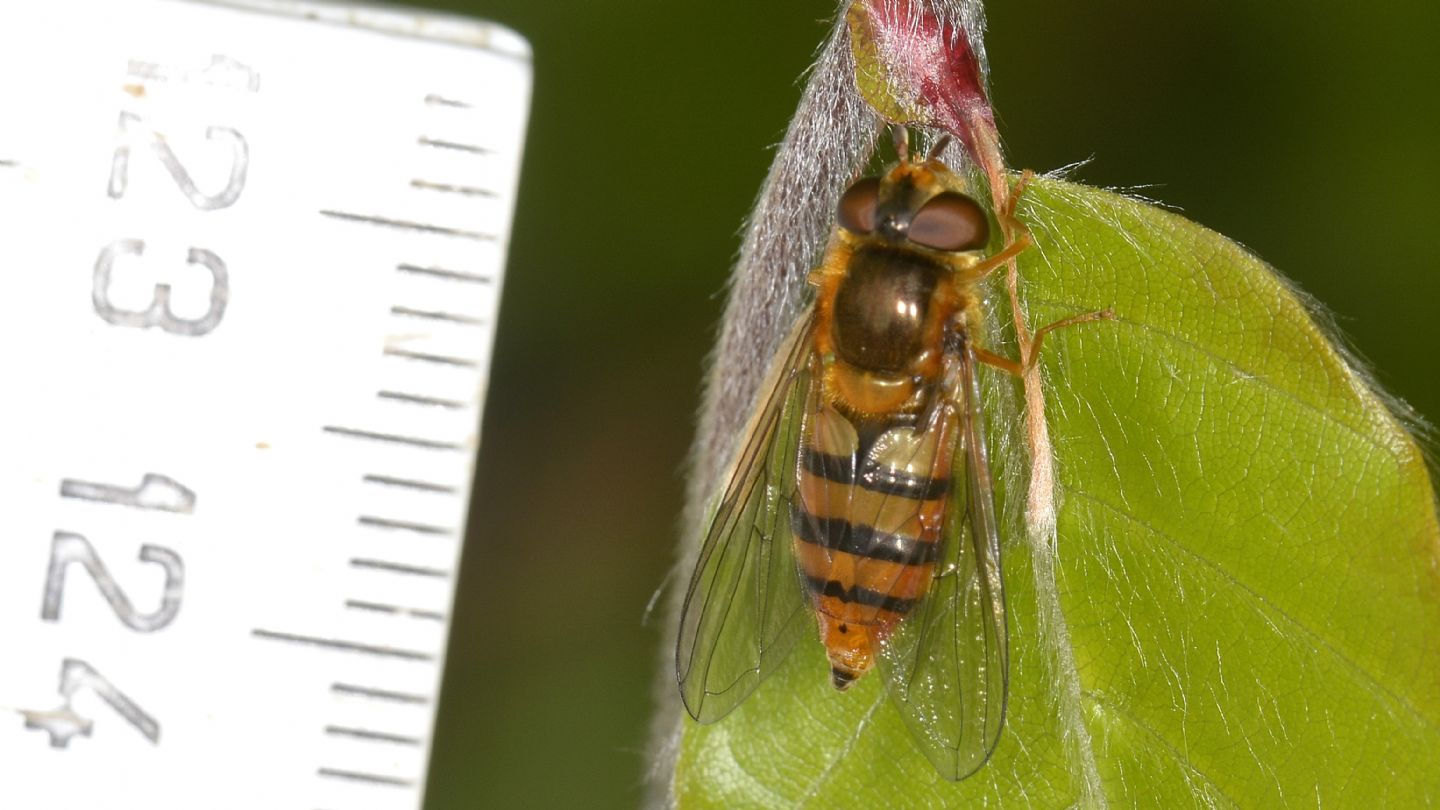 Syrphidae: Epistrophe sp.