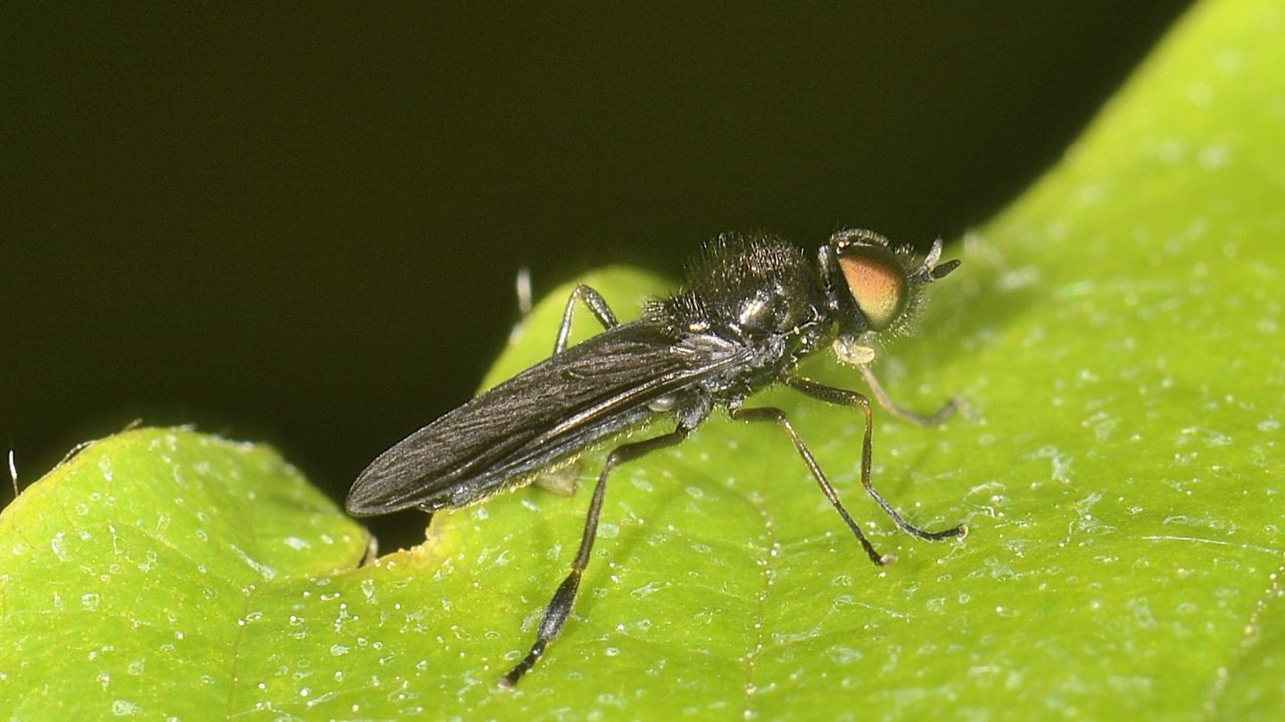 Bicellaria ?  No, Stratiomyidae: Beris cfr. chalybata