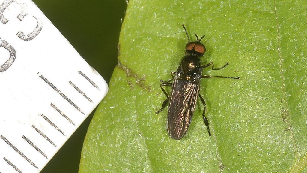 Bicellaria ?  No, Stratiomyidae: Beris cfr. chalybata