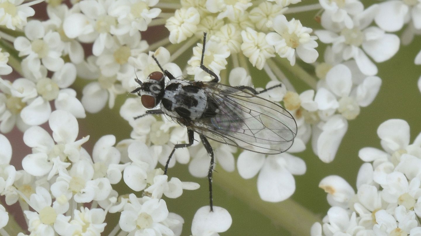 Coppia di Anthomyia quinquemaculata (cfr.)
