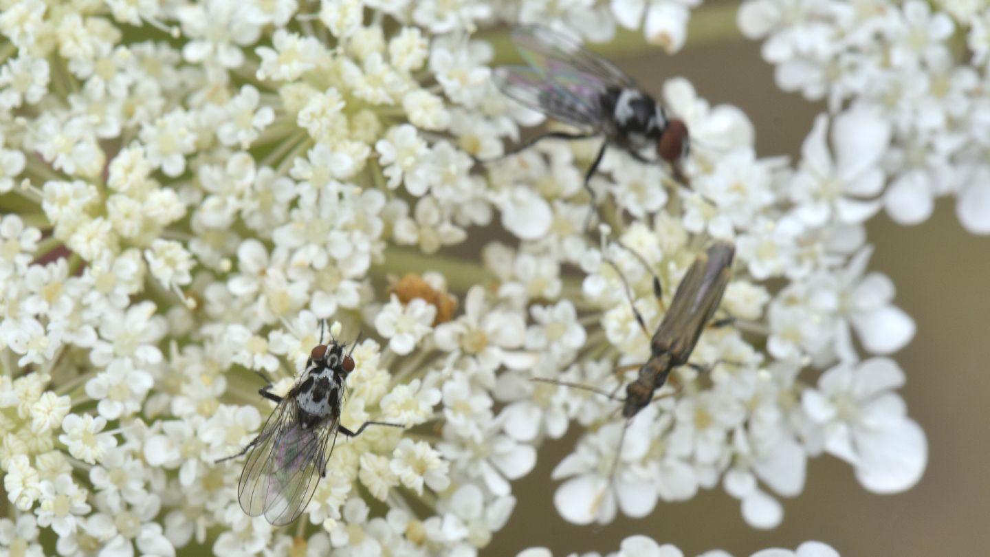 Coppia di Anthomyia quinquemaculata (cfr.)