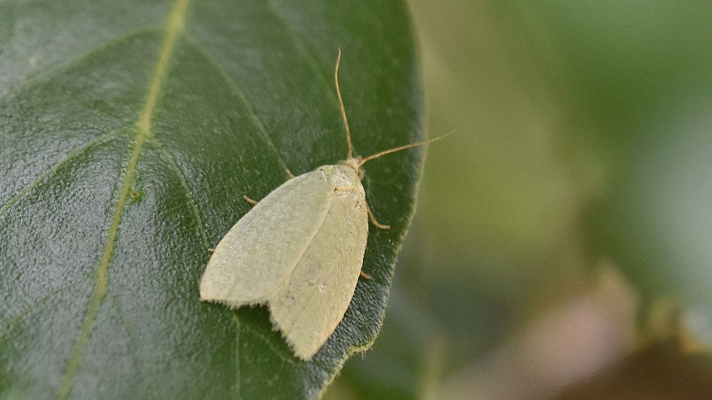 Farfalla del Giglio: Tortrix viridana - Tortricidae
