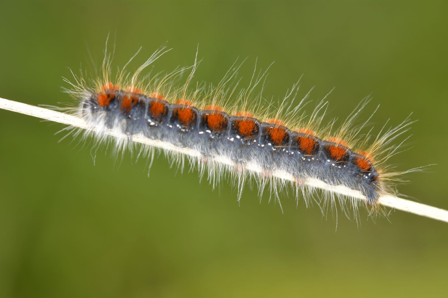 Larva di Eriogaster lanestris (Lasiocampidae)