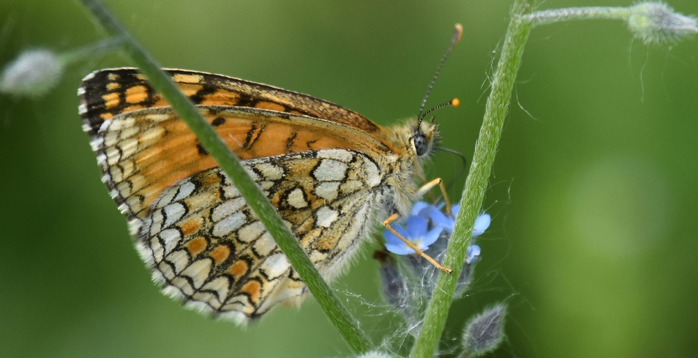 Melitaea ?  S, Melitaea celadussa