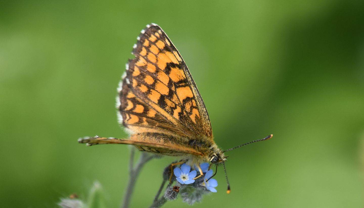 Melitaea ?  S, Melitaea celadussa