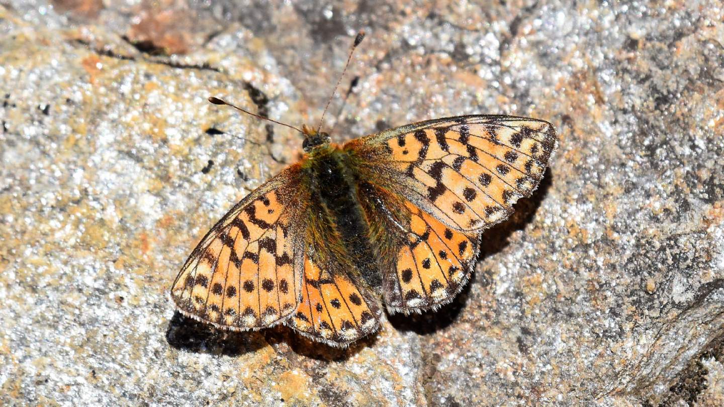 Boloria napaea ? Boloria napaea o Boloria pales, femmina