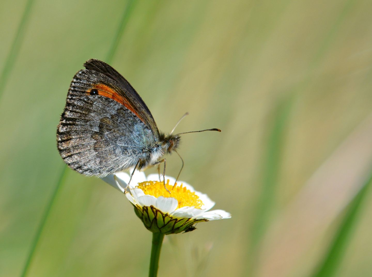 Erebia  ? - Erebia tyndarus