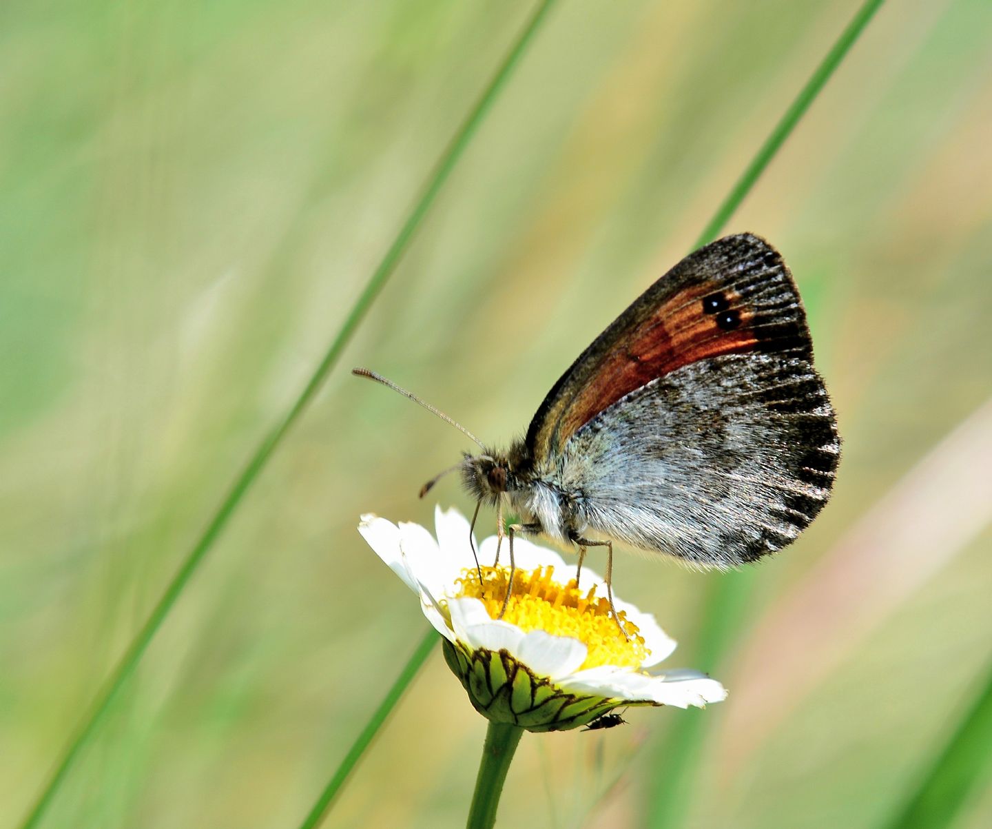 Erebia  ? - Erebia tyndarus