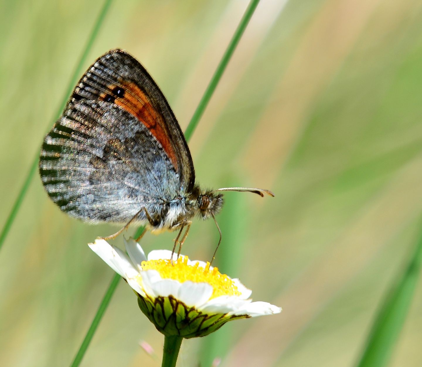 Erebia  ? - Erebia tyndarus