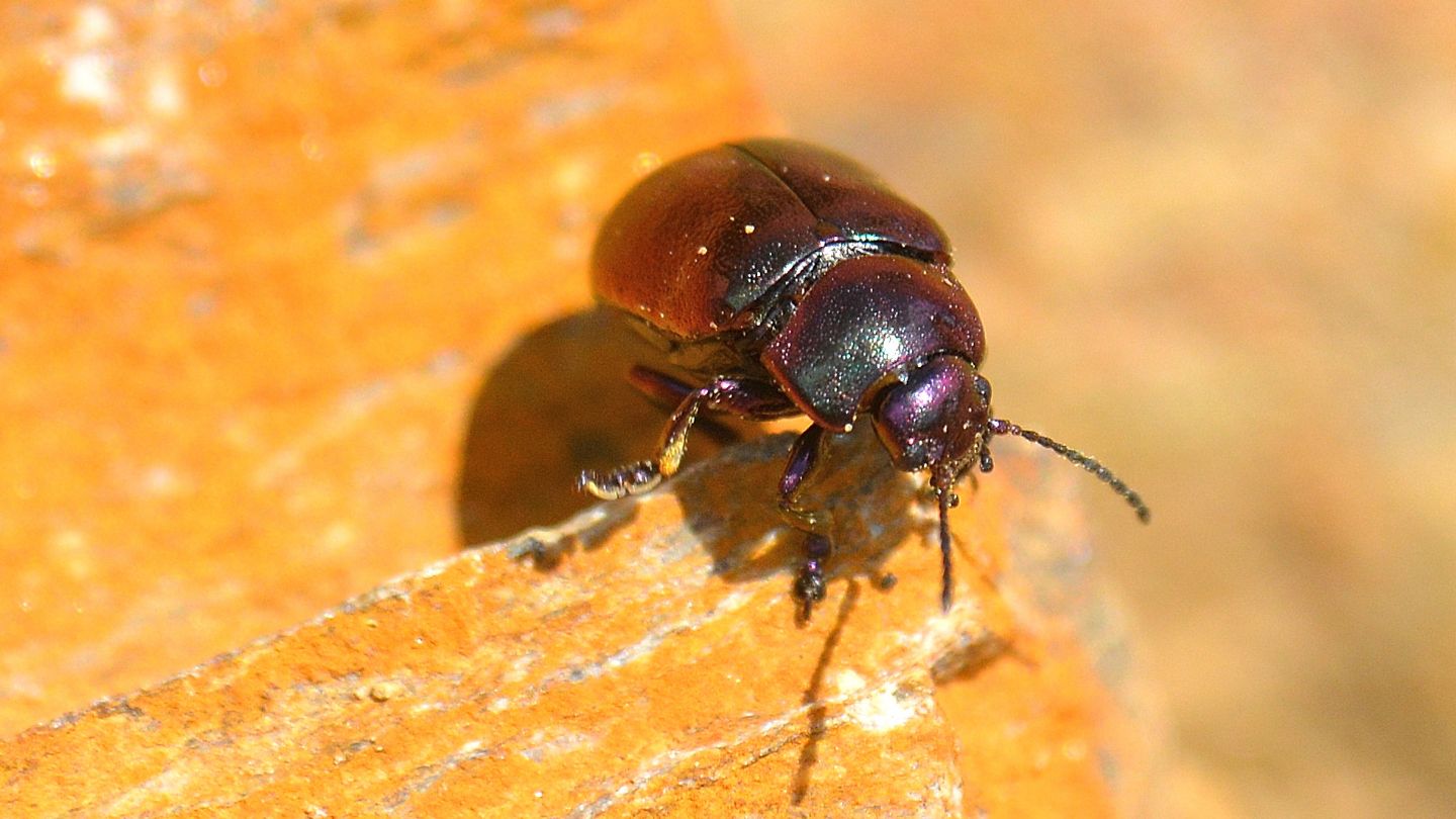 Chrysomelidae: Oreina cfr. viridis