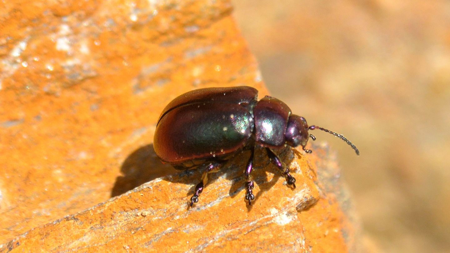 Chrysomelidae: Oreina cfr. viridis
