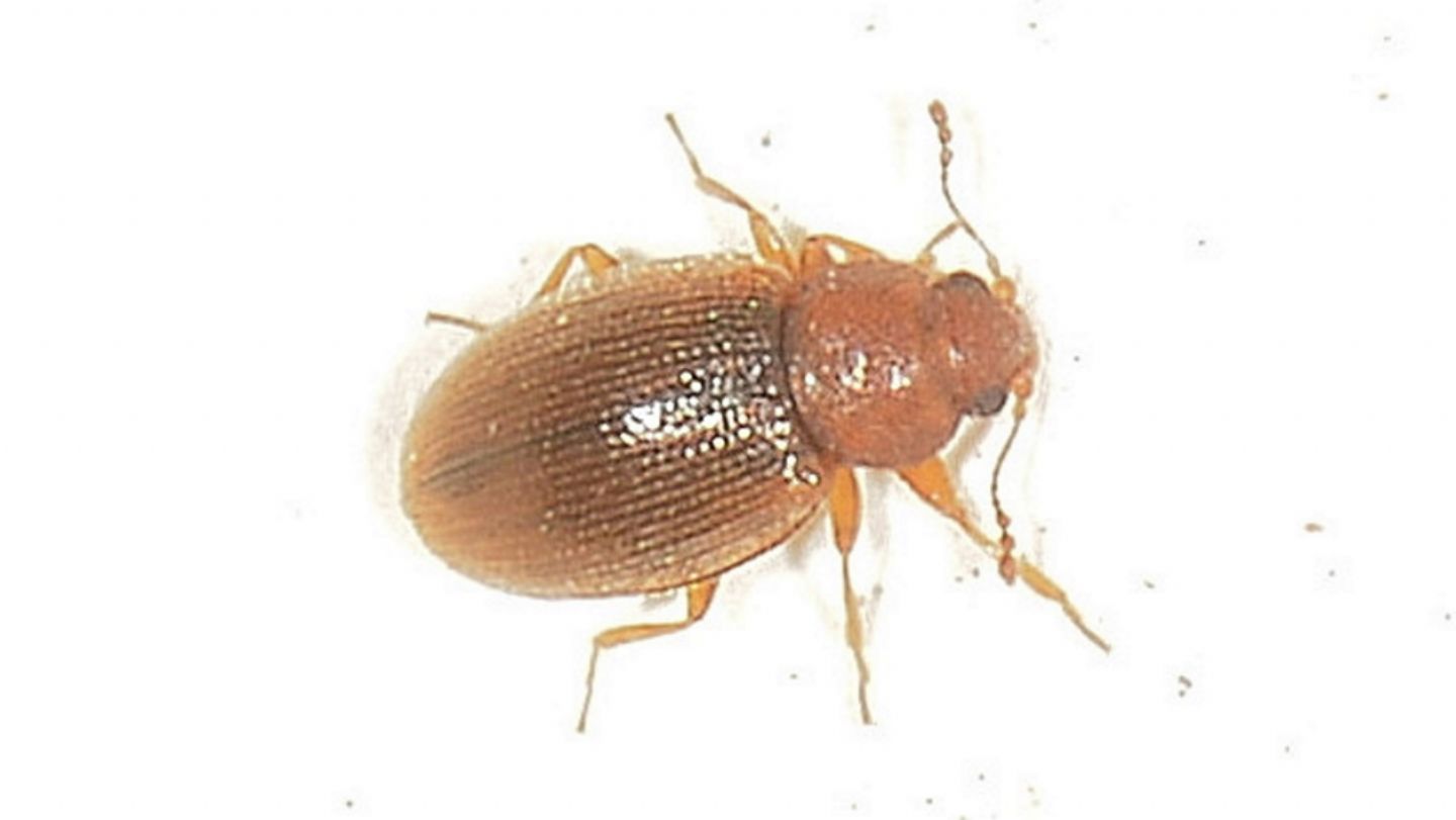 Molto piccolo - Latridiidae: Melanophthalma sp. (cfr.)