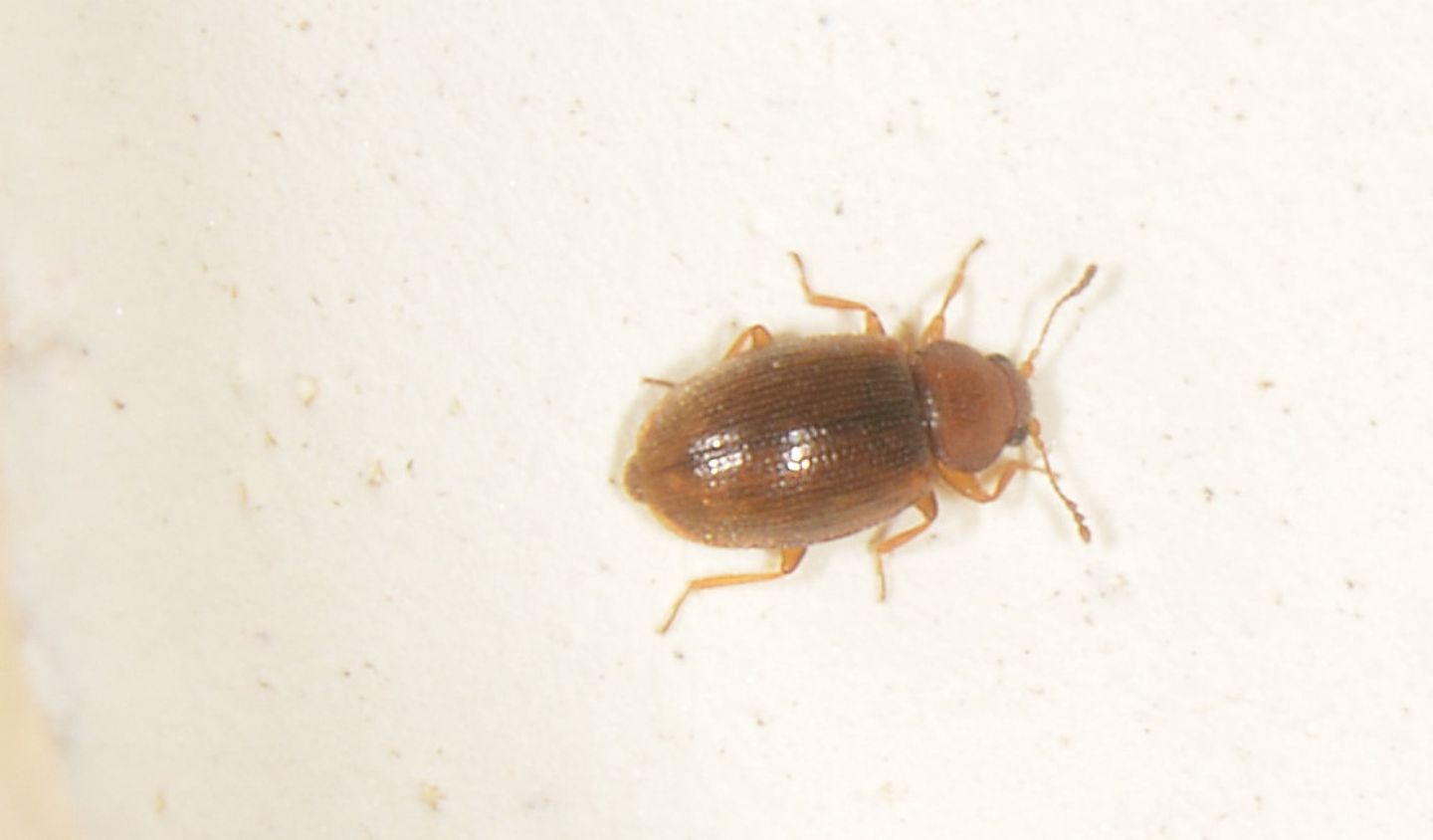 Molto piccolo - Latridiidae: Melanophthalma sp. (cfr.)