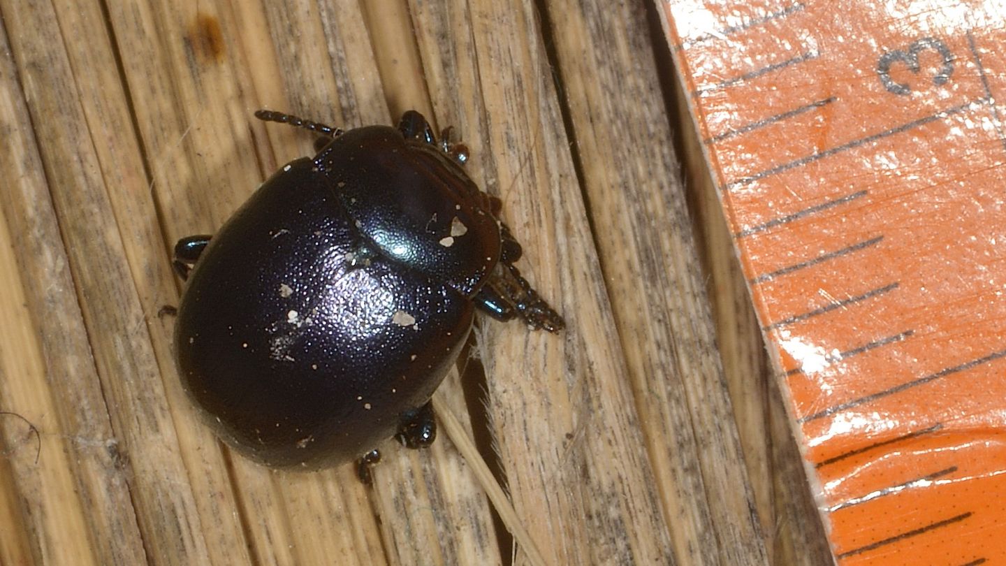 Chrysomelidae: Chrysolina cfr. sturmi