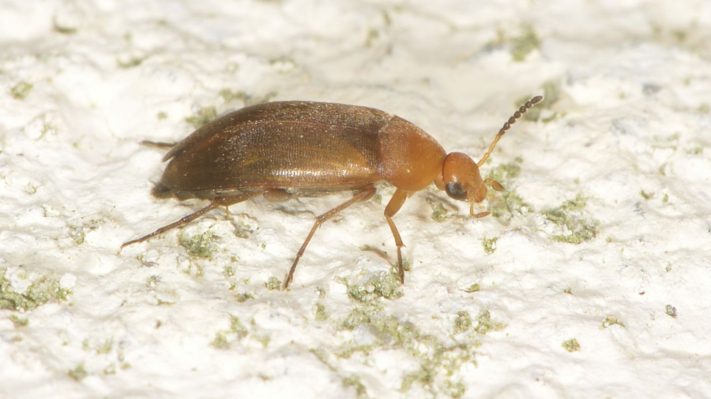 Scraptiidae: Anaspis sp.