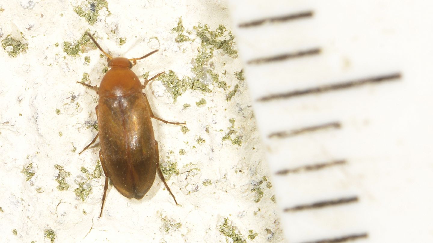 Scraptiidae: Anaspis sp.