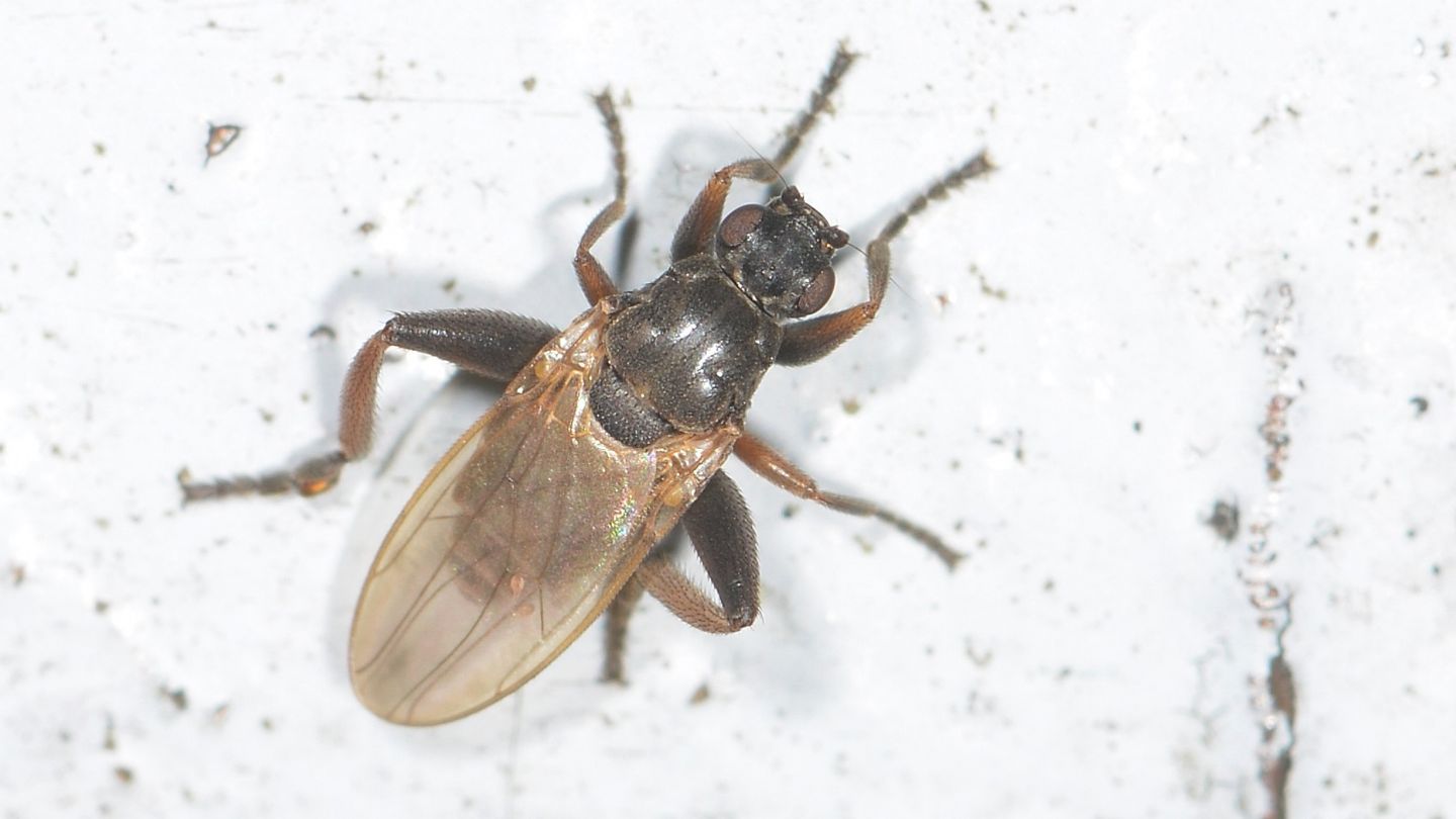 Sphaeroceridae: Sphaerocera cfr. curvipes