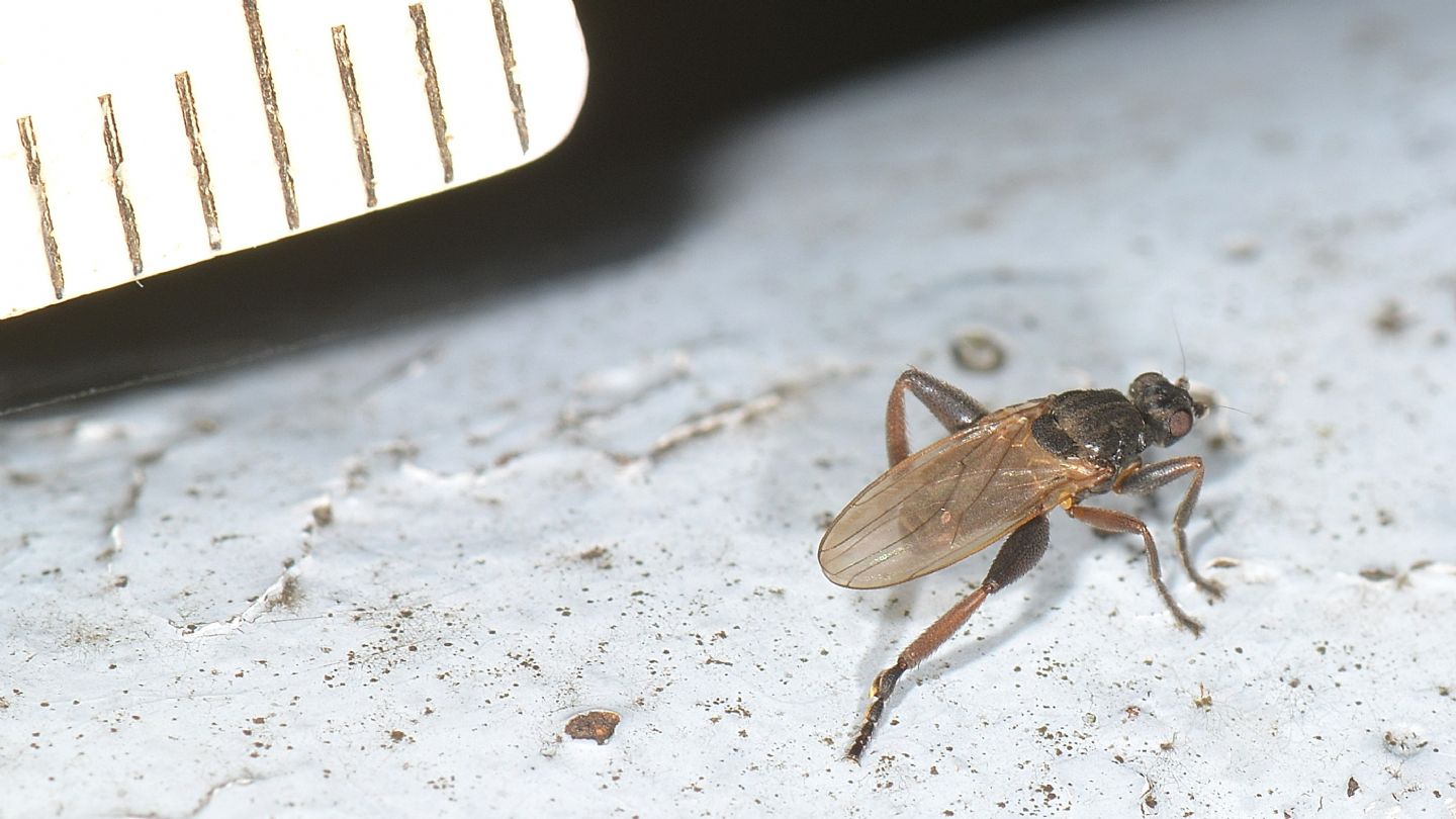 Sphaeroceridae: Sphaerocera cfr. curvipes