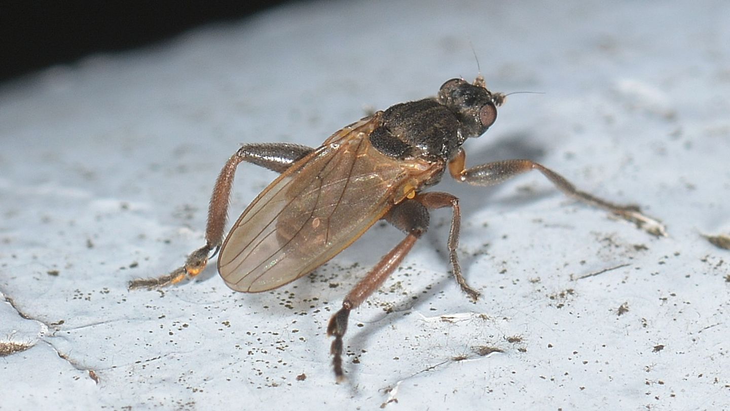 Sphaeroceridae: Sphaerocera cfr. curvipes