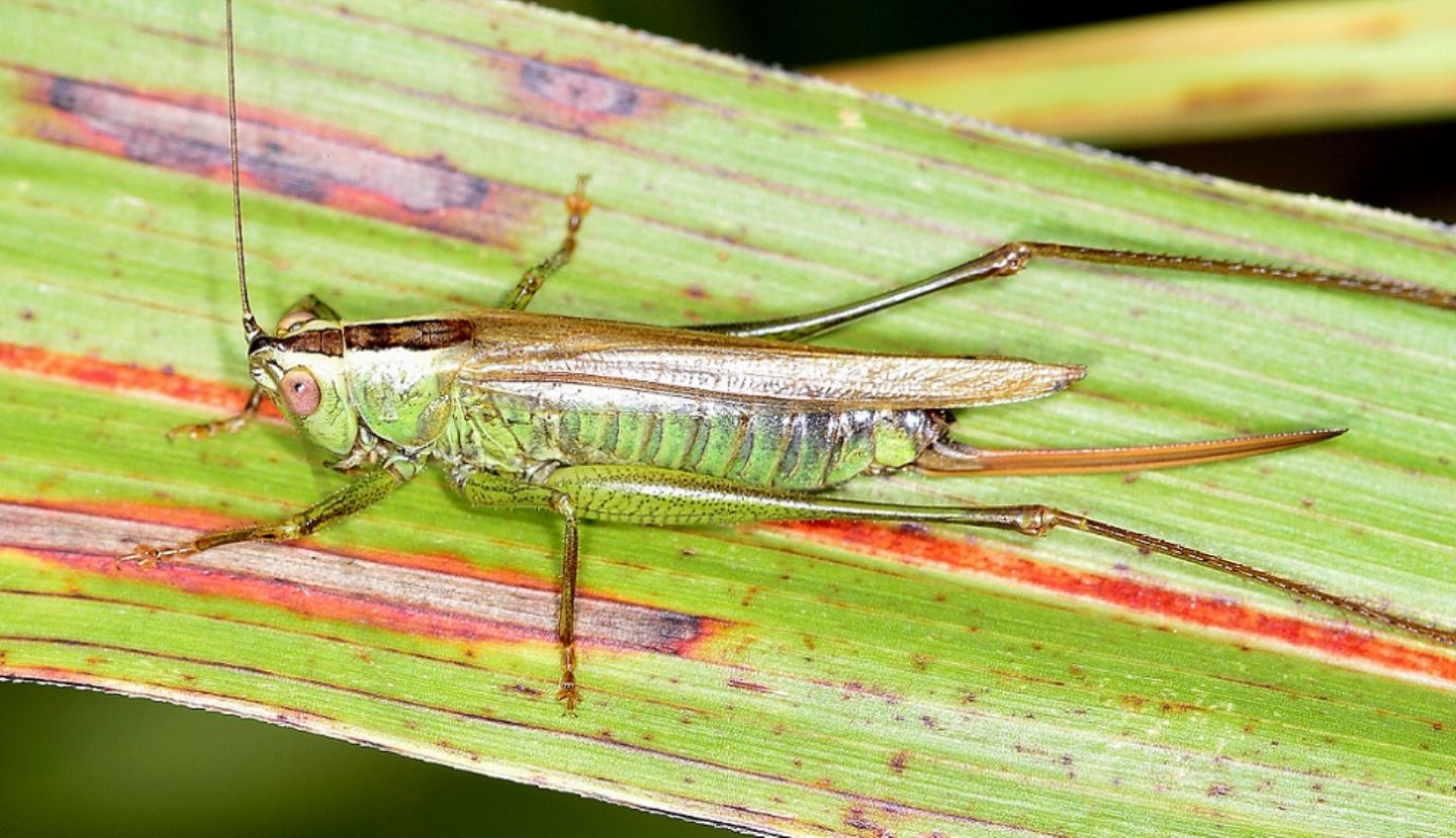 Anisoptera fusca (Conocephalidae)