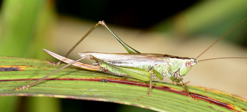 Anisoptera fusca (Conocephalidae)