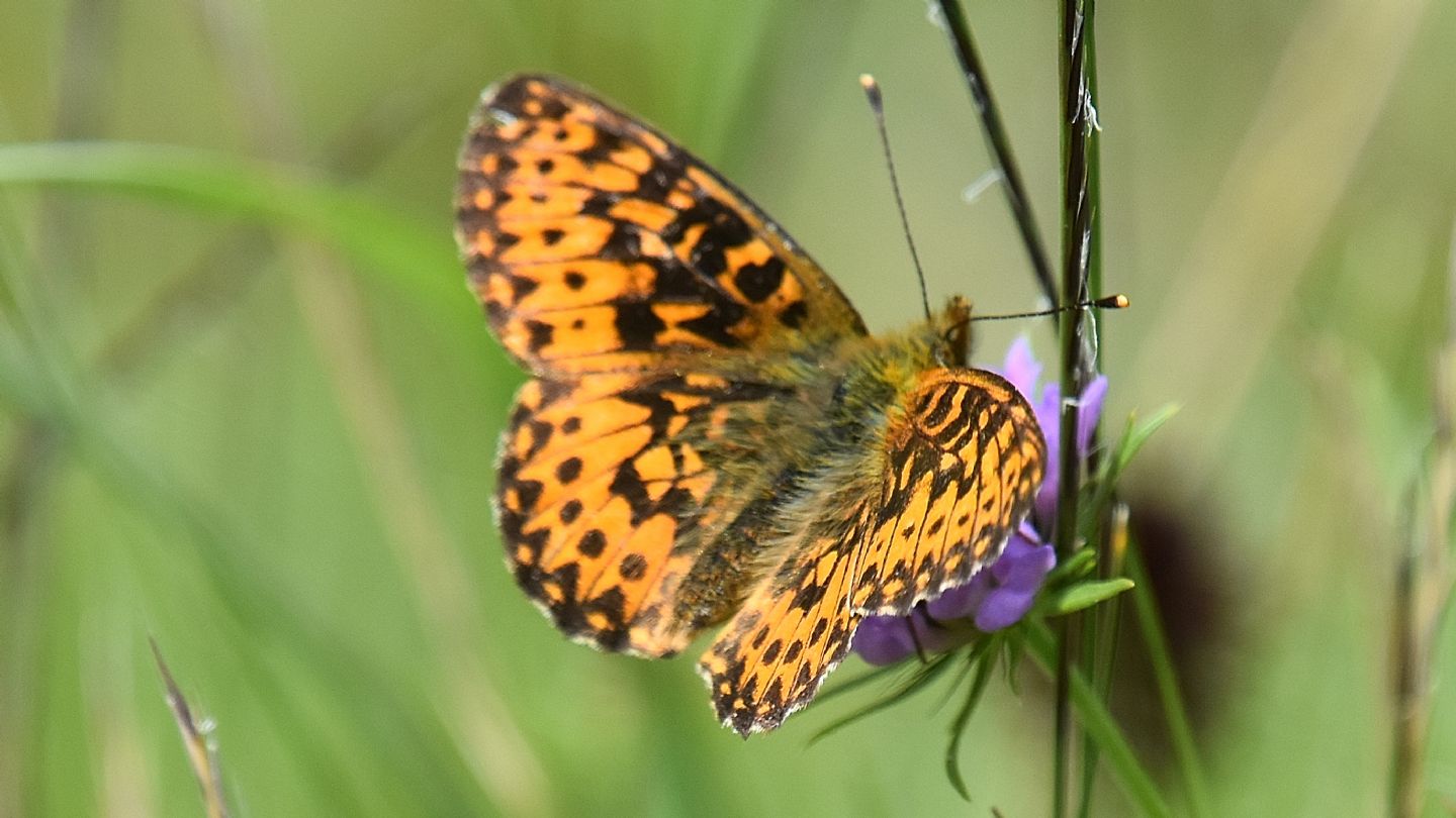 Boloria  ? S,  Boloria titania