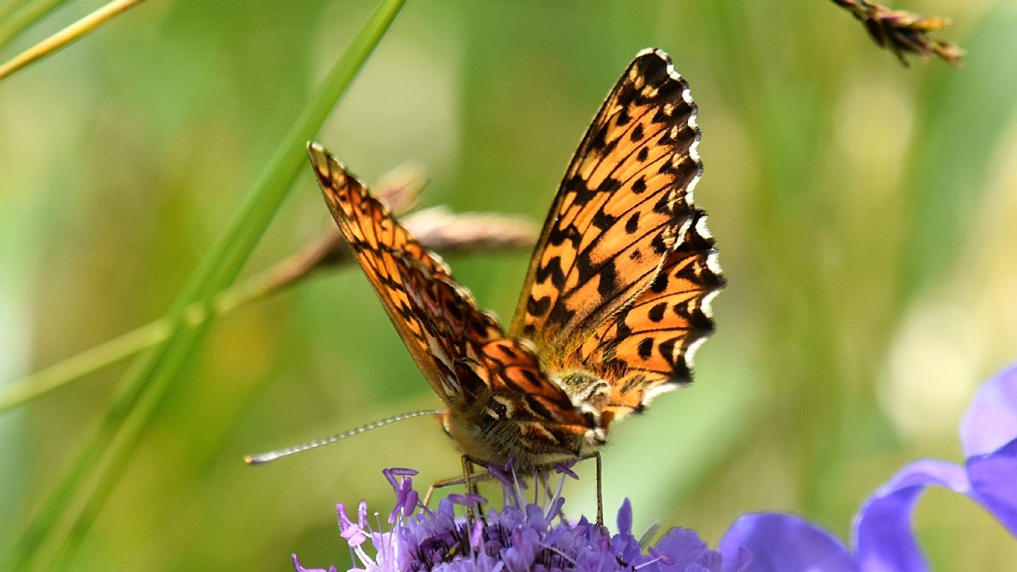 Boloria  ? S,  Boloria titania