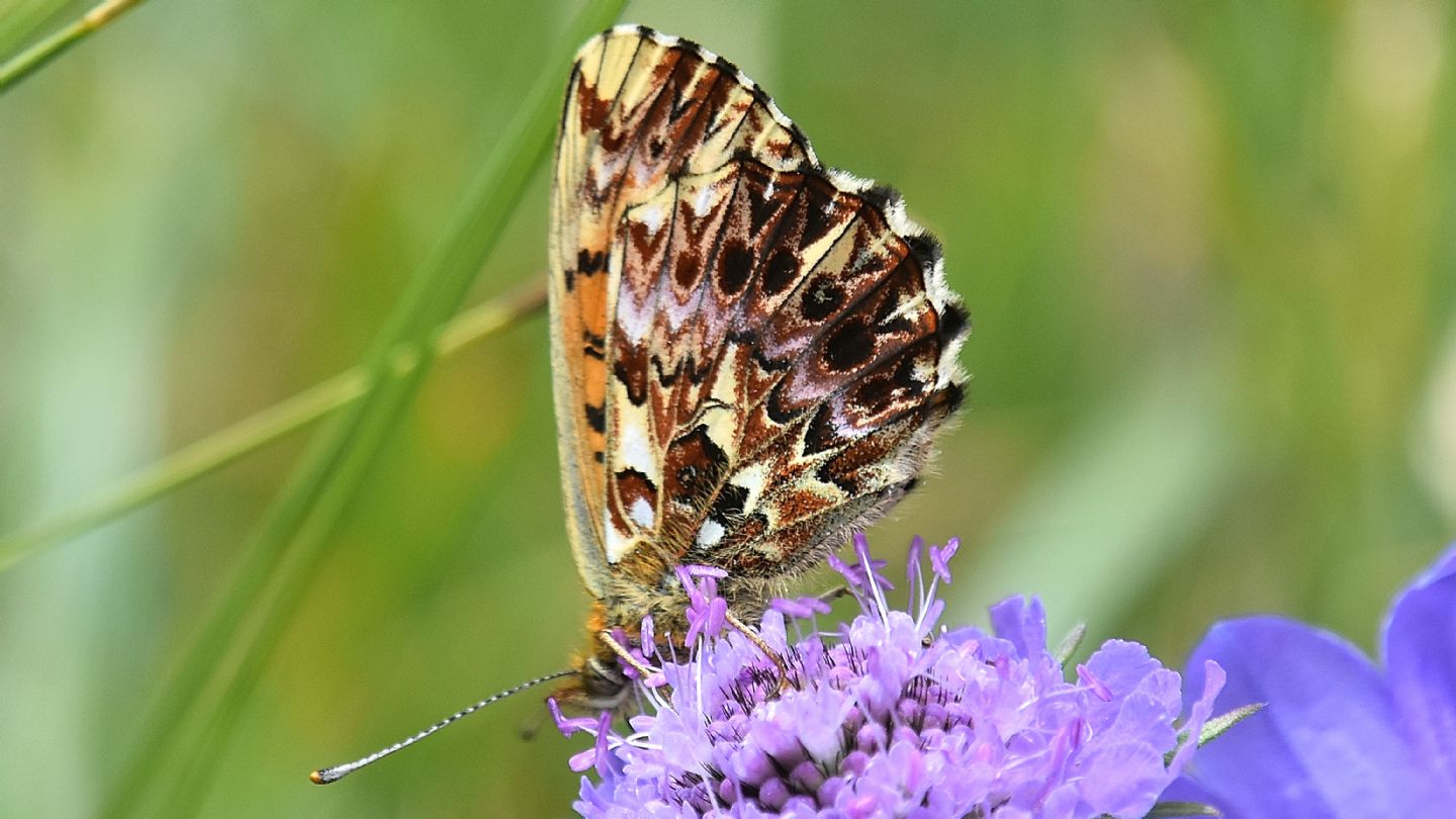 Boloria  ? S,  Boloria titania