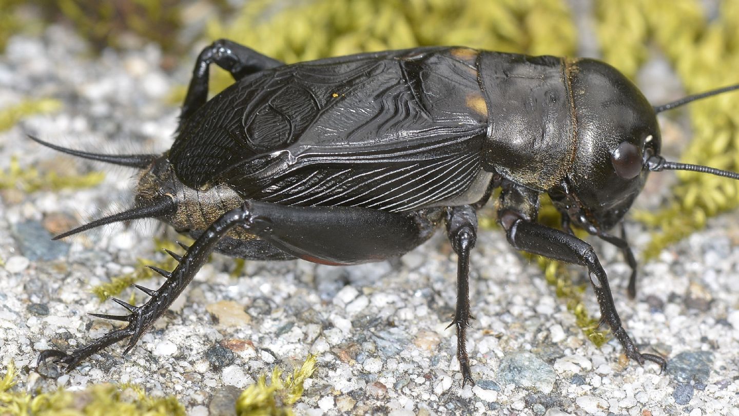 Gryllus campestris?  S