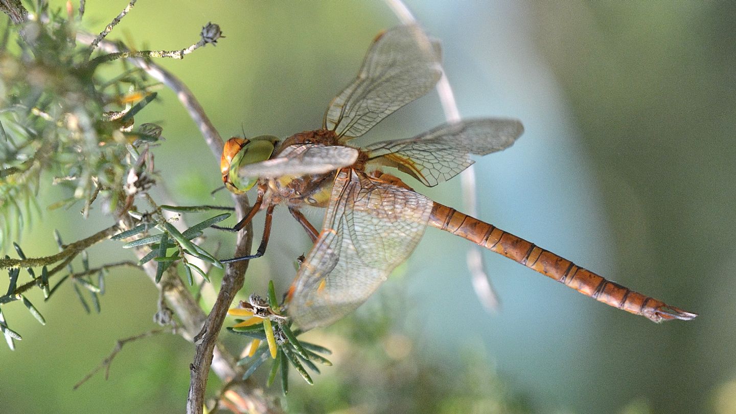 In Sardegna: Aeshna isosceles