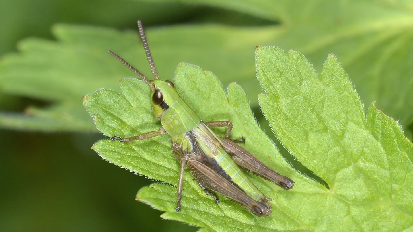 Chorthippus ? No, Pseudochorthippus parallelus