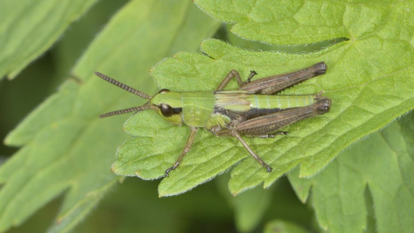 Chorthippus ? No, Pseudochorthippus parallelus